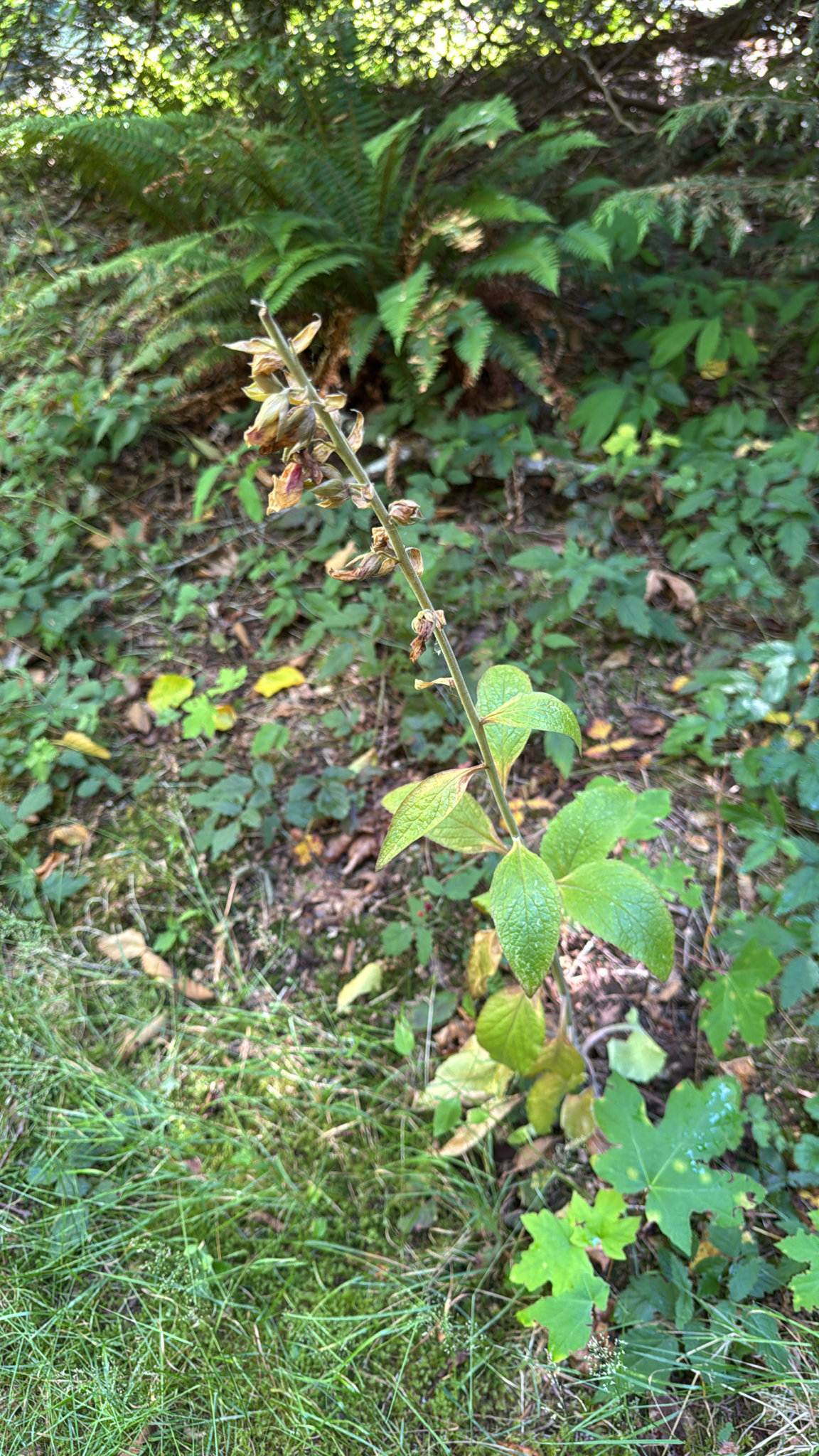 Digitalis purpurea