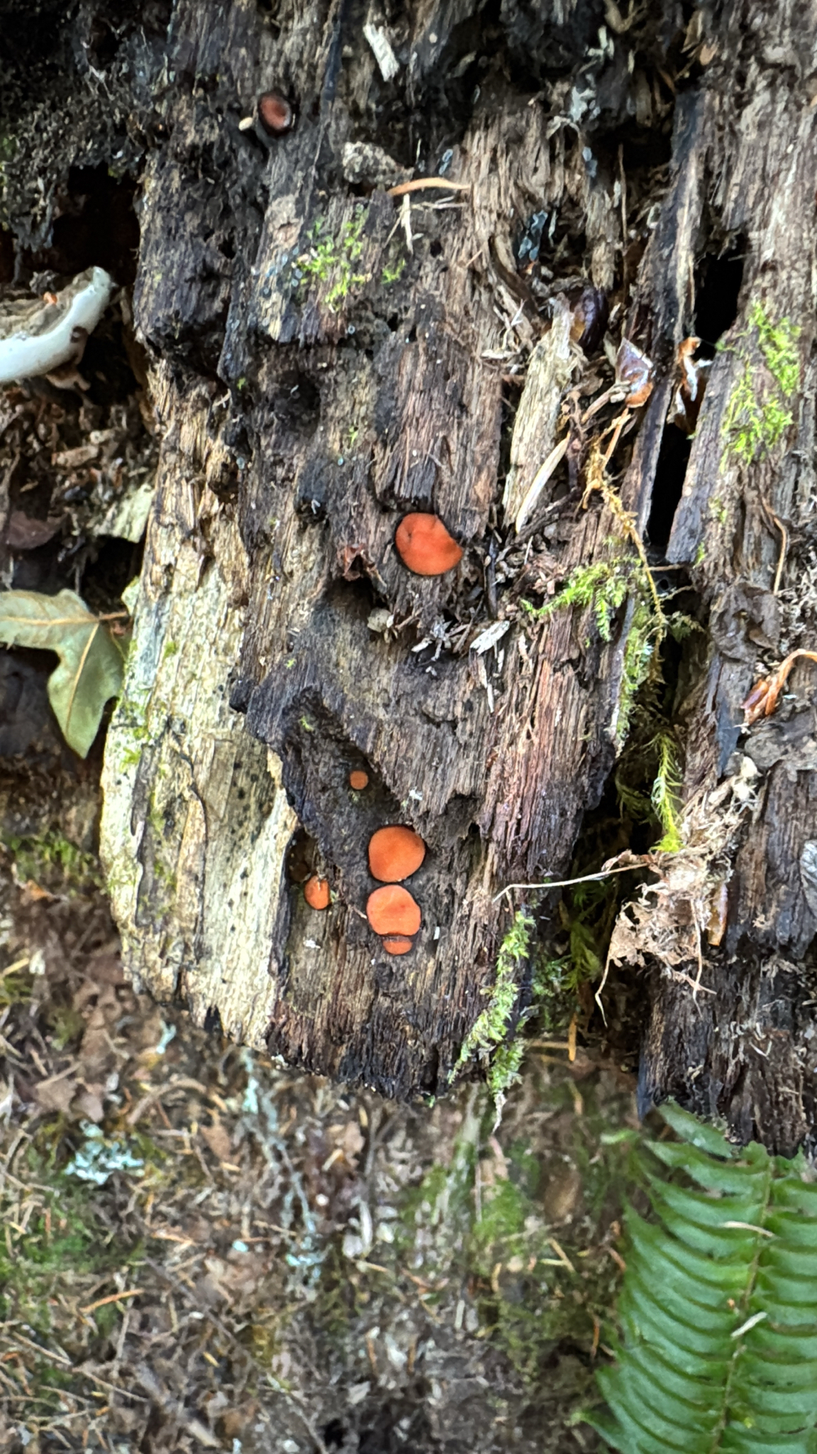 Scutellinia