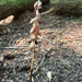 Striped Coralroot