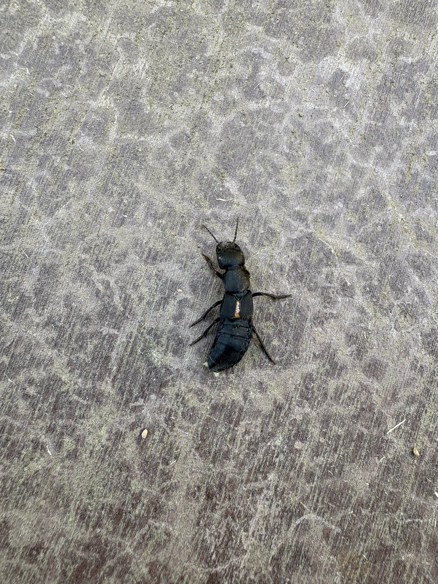 Ocypus olens