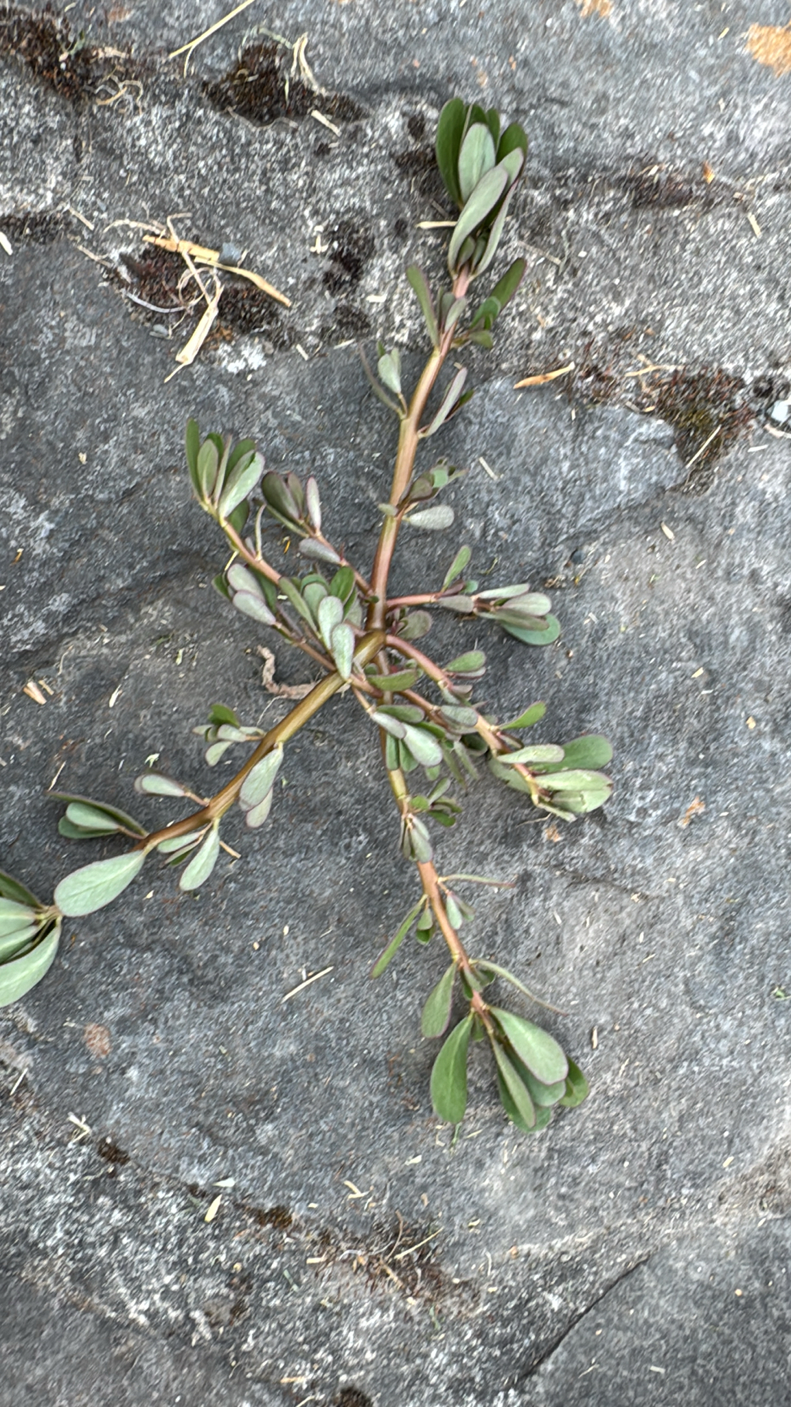 Portulaca oleracea