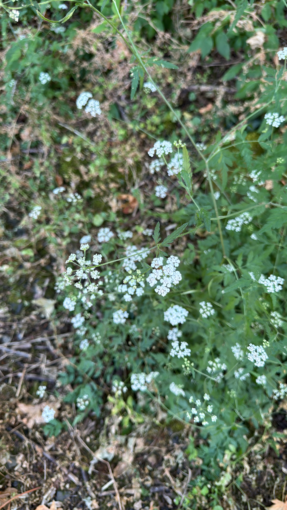 Torilis arvensis