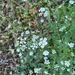 common hedge parsley