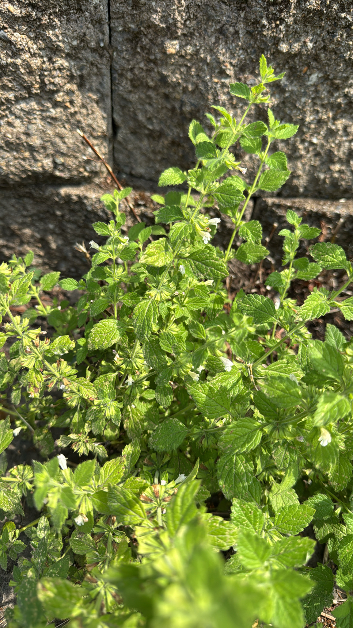 Melissa officinalis