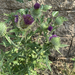 Bull Thistle