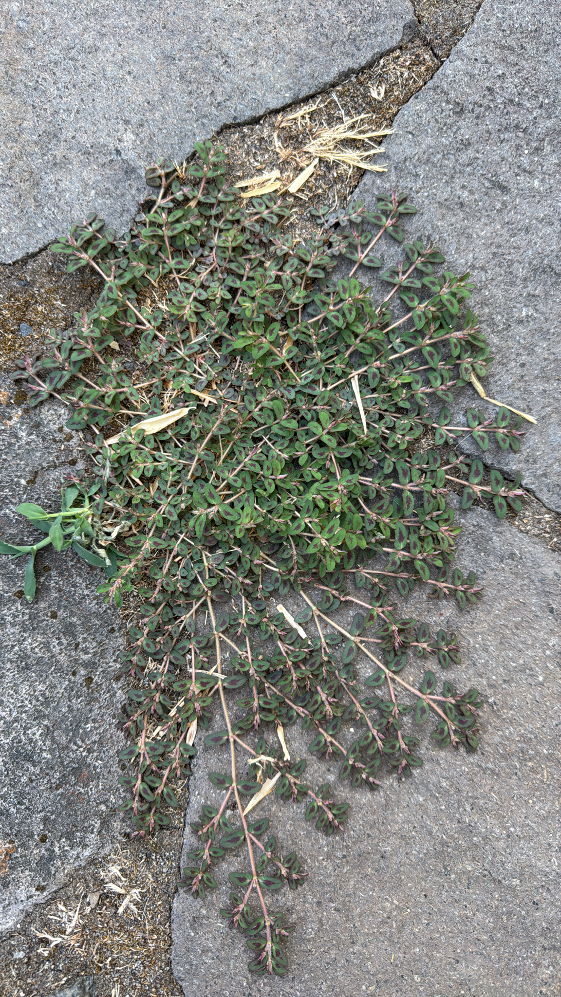 Euphorbia maculata