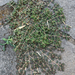 Spotted spurge