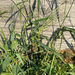 Hairy Crabgrass