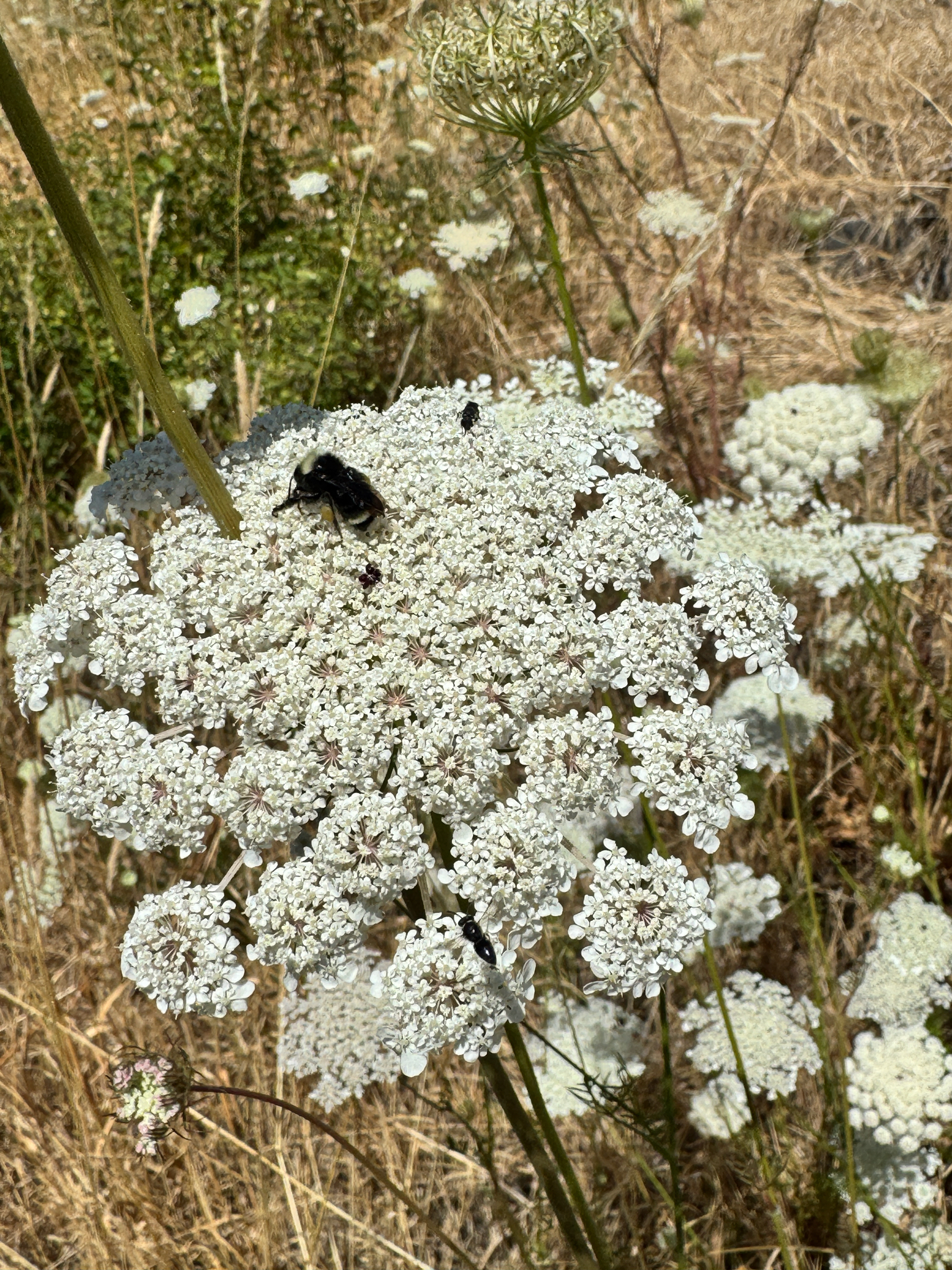 Bombus vosnesenskii