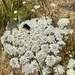 Yellow-faced Bumble Bee