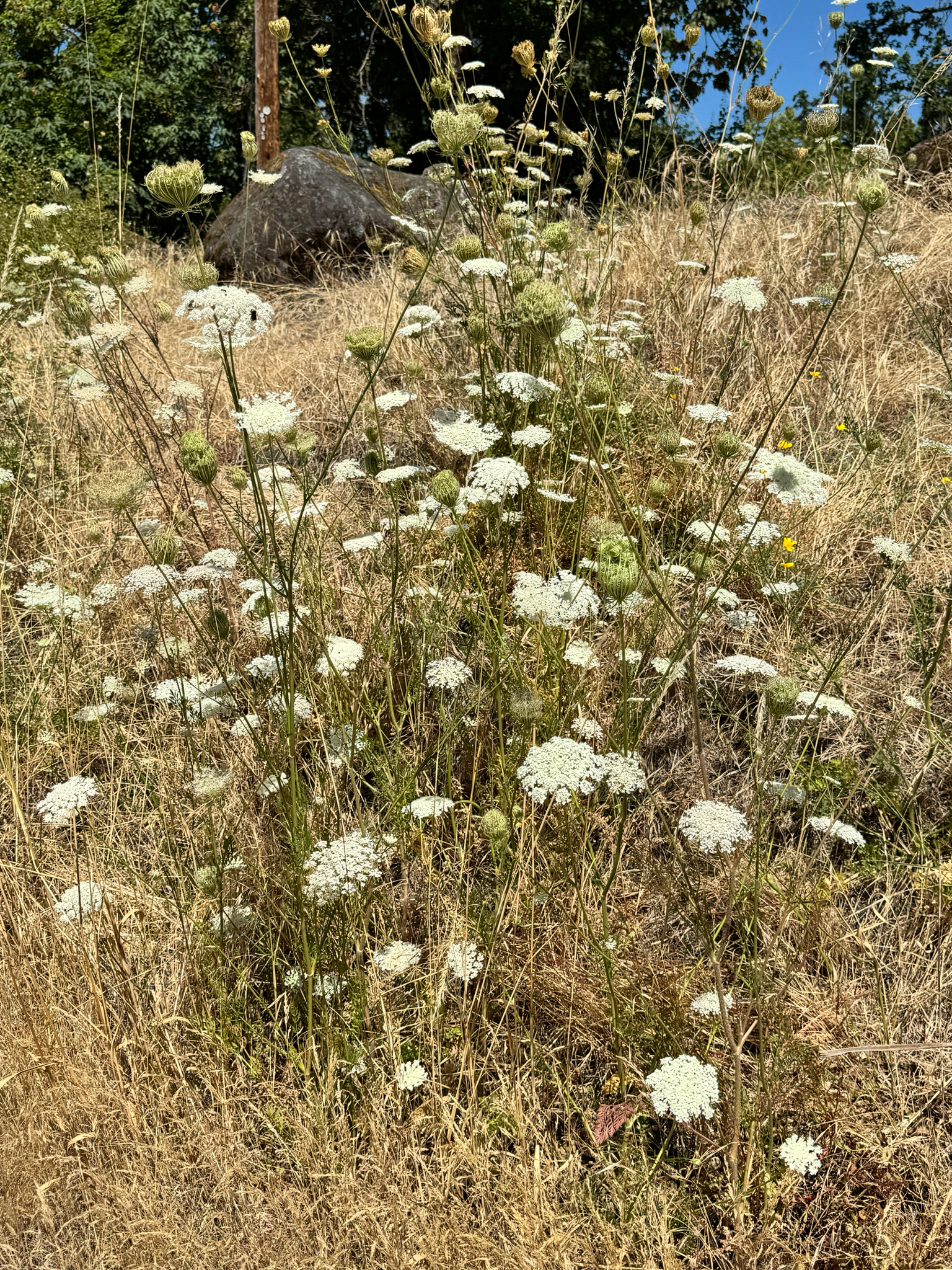 Daucus carota