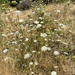 wild carrot