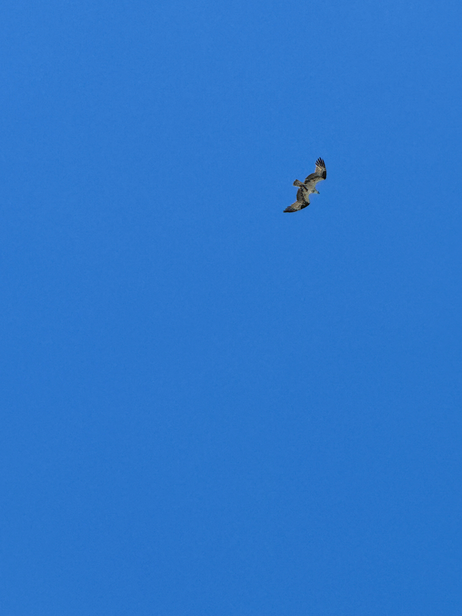 Pandion haliaetus