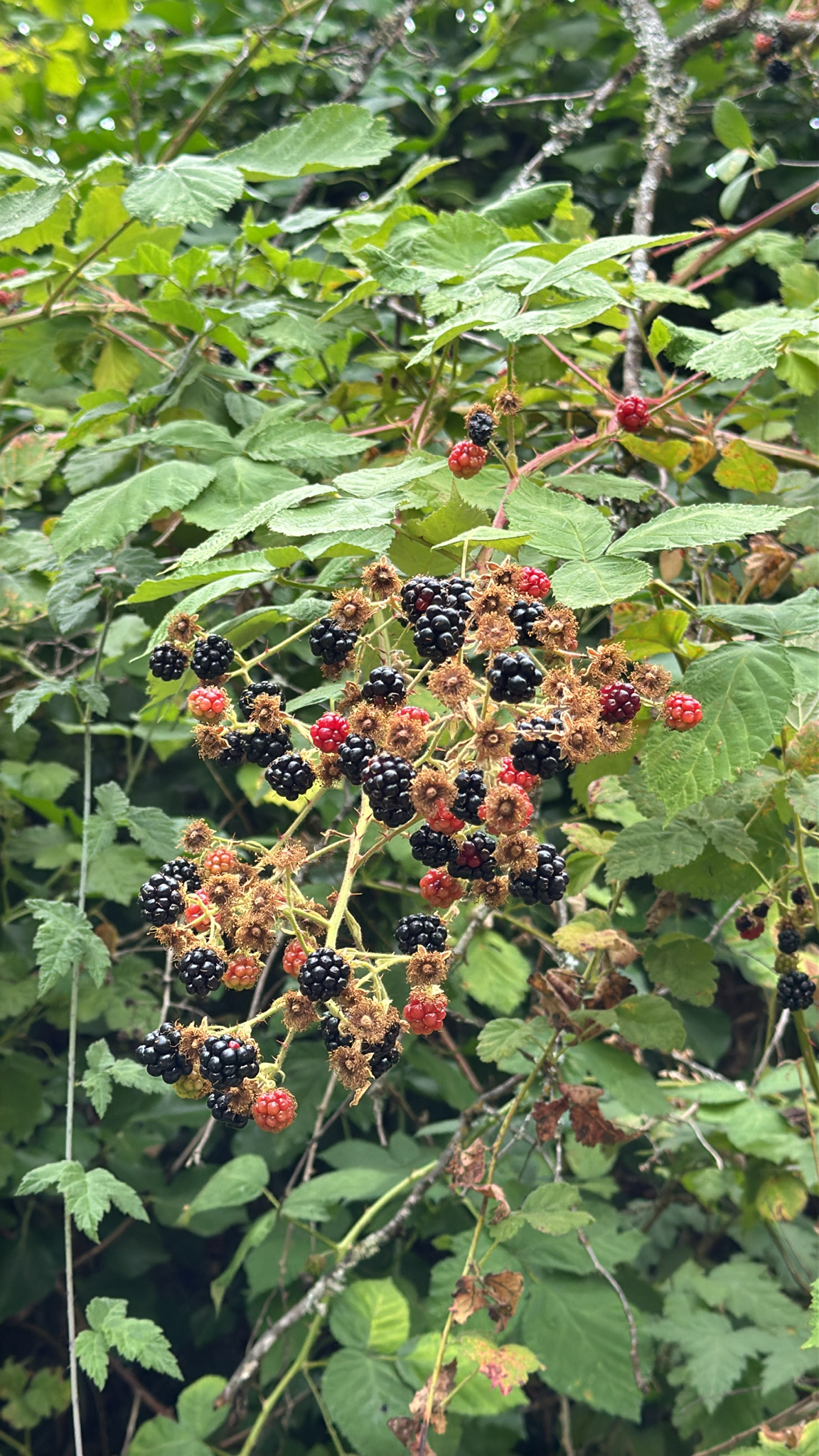 Rubus