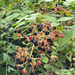 brambles