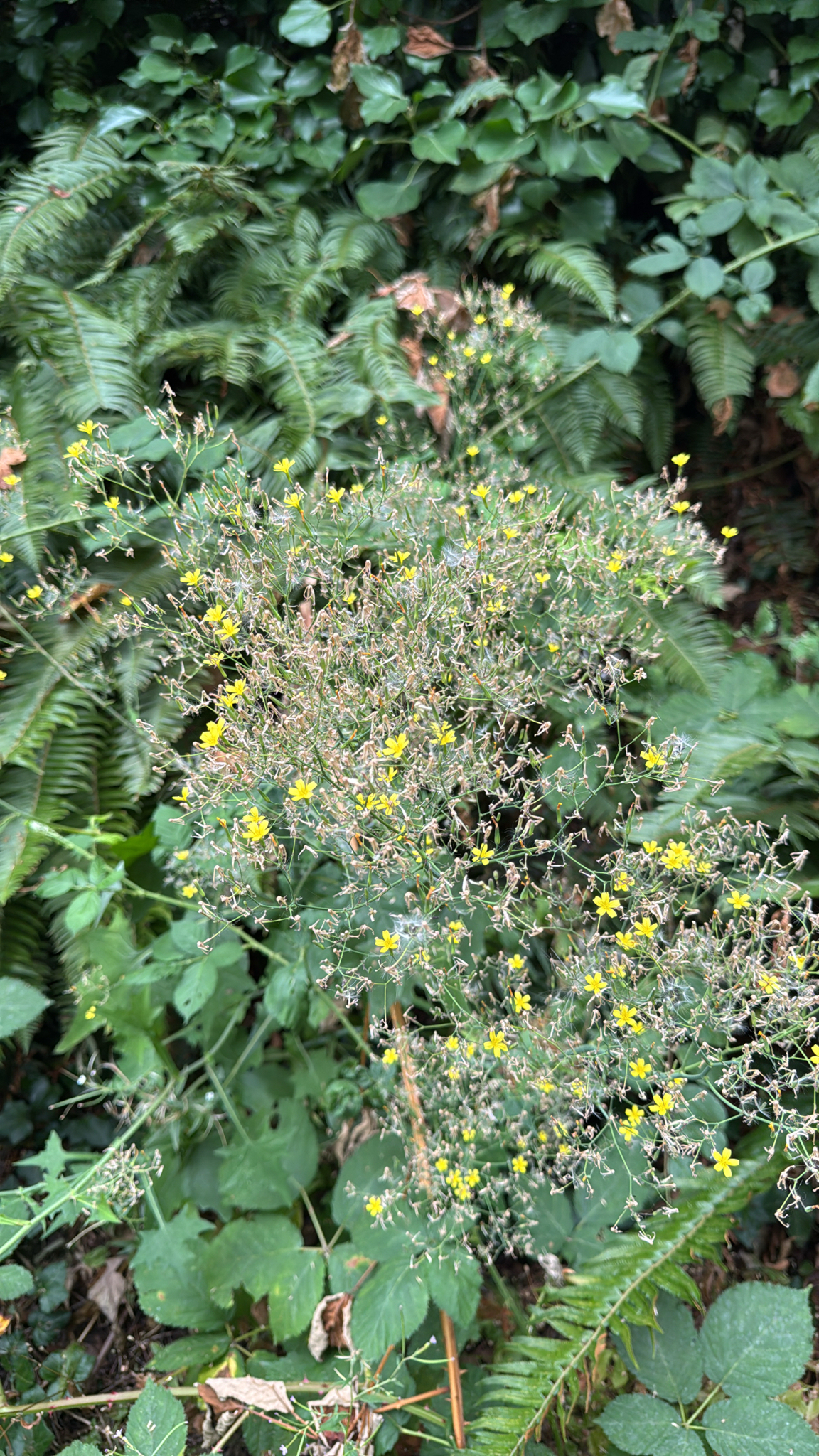 Mycelis muralis