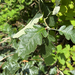 Swedish Whitebeam