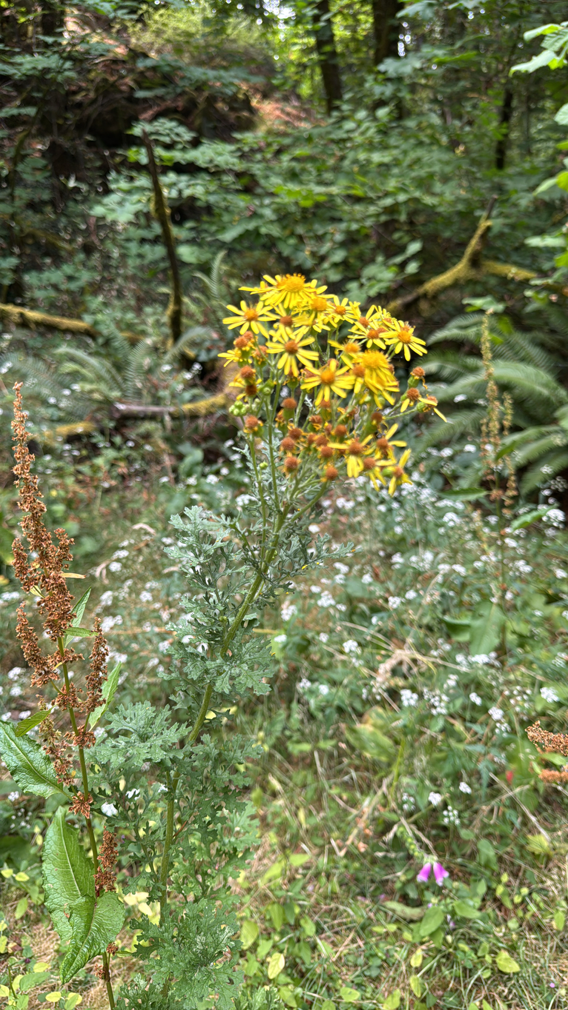 Jacobaea vulgaris