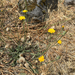 Common Cat's-ear