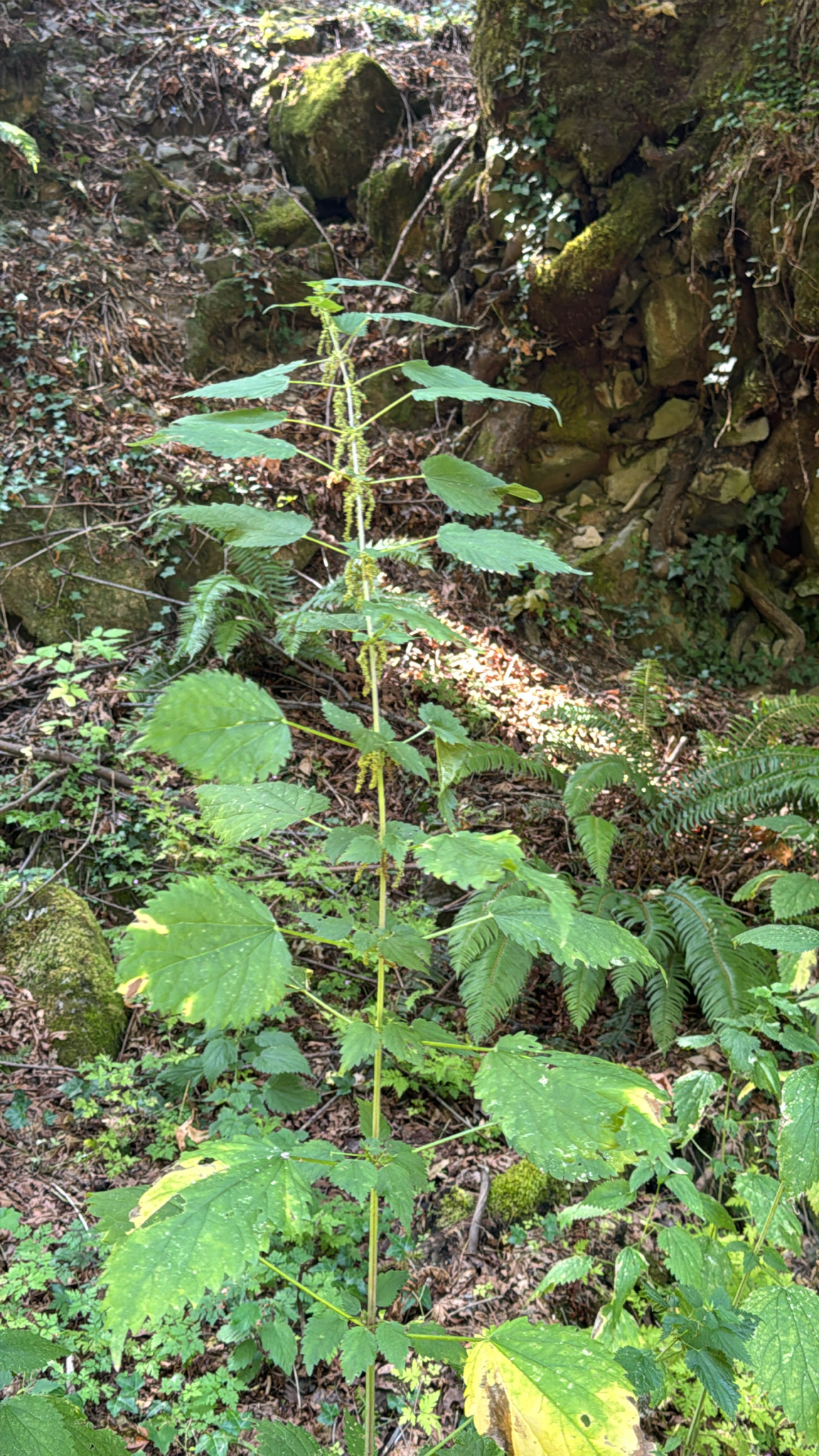 Urtica gracilis