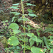 slender stinging nettle