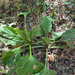 greater plantain
