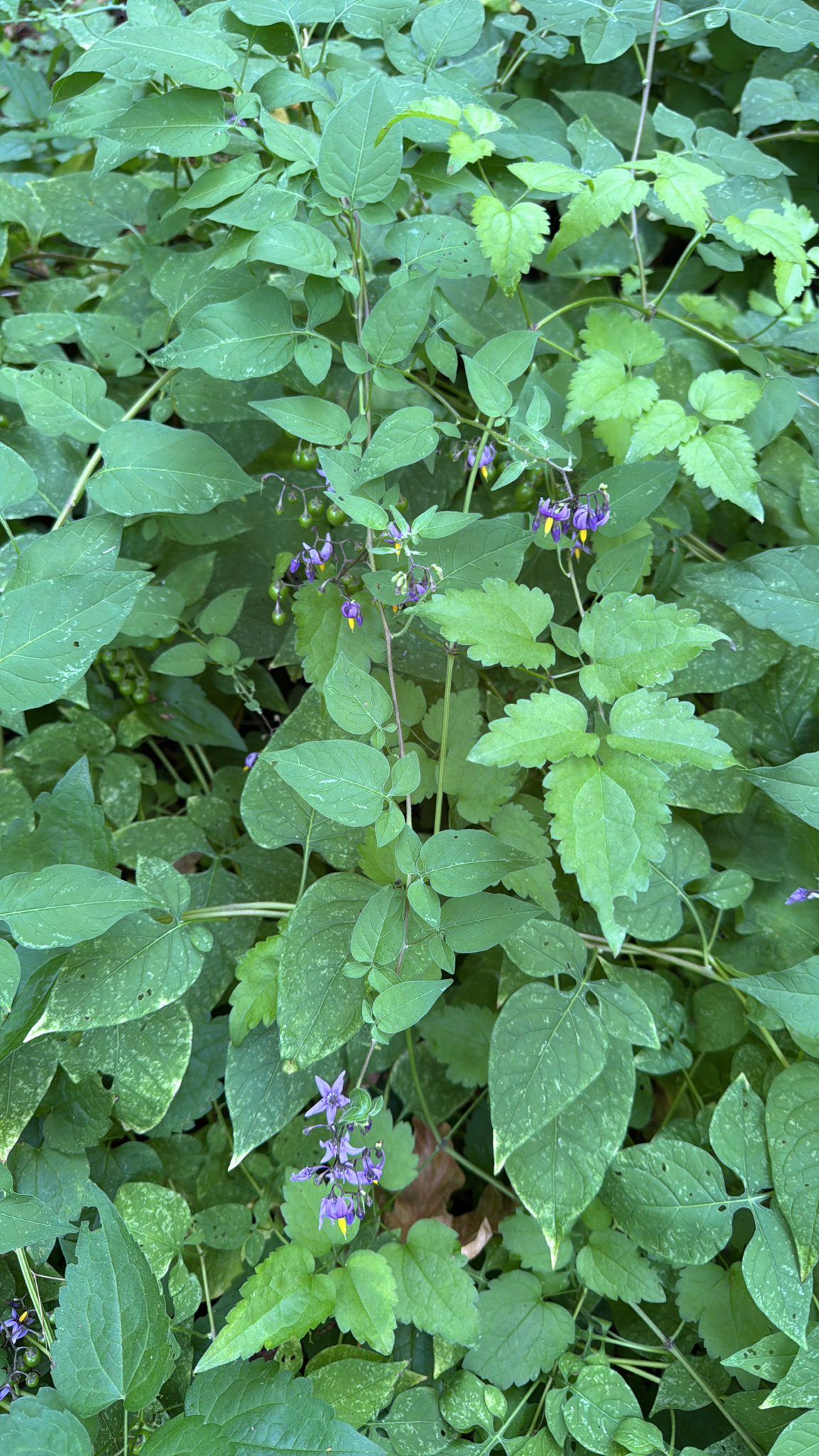 Solanum dulcamara
