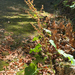 broad-leaved dock