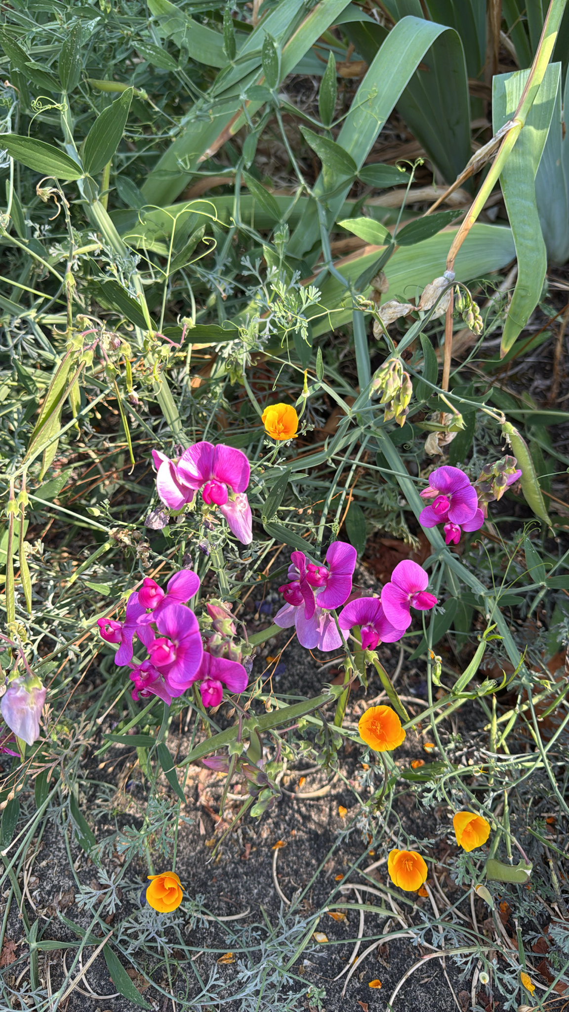 Lathyrus latifolius