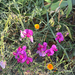 broad-leaved sweet pea
