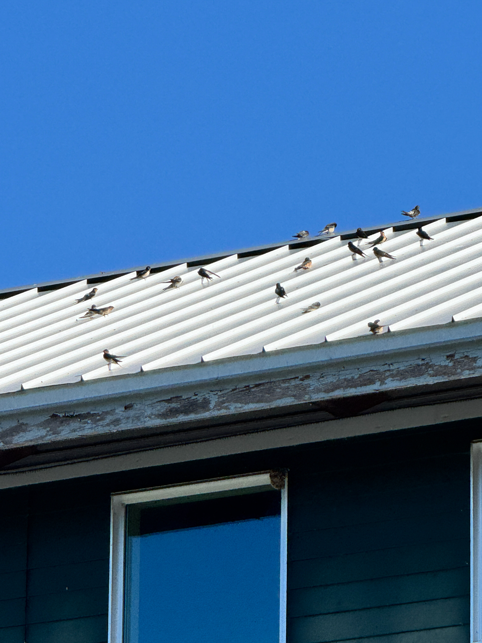 Hirundo rustica