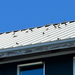 Barn Swallow