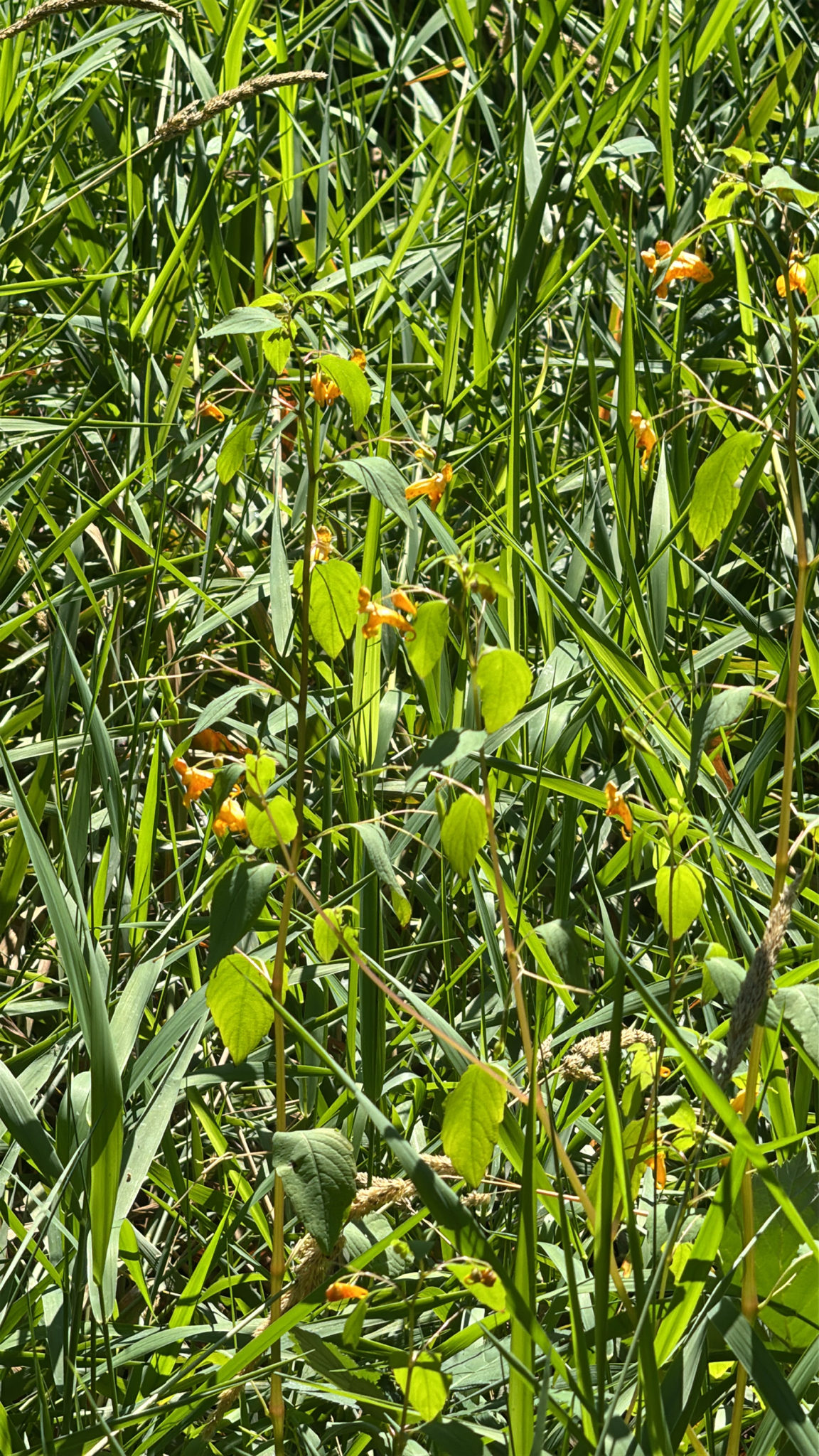 Impatiens capensis