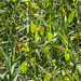 common jewelweed