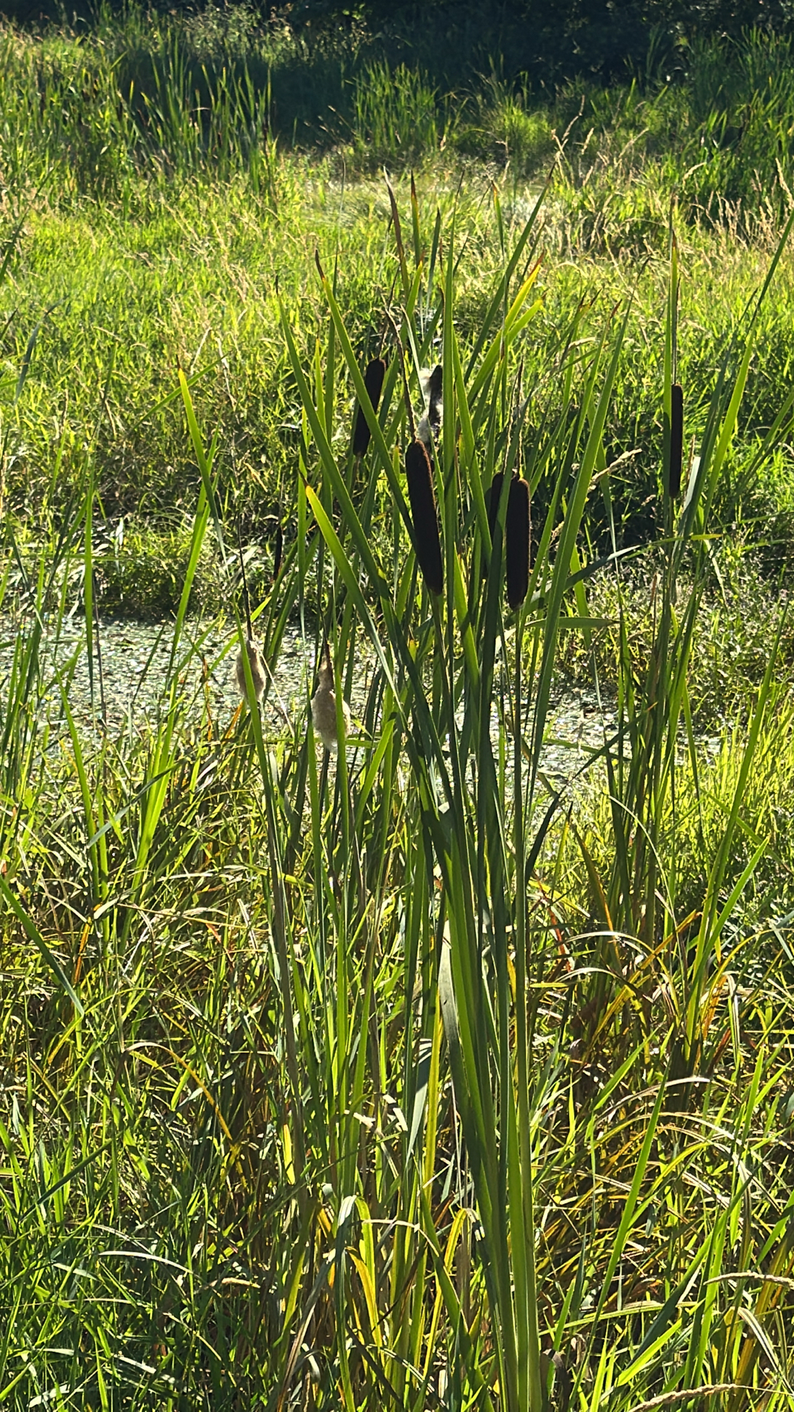Typha latifolia
