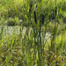 broadleaf cattail