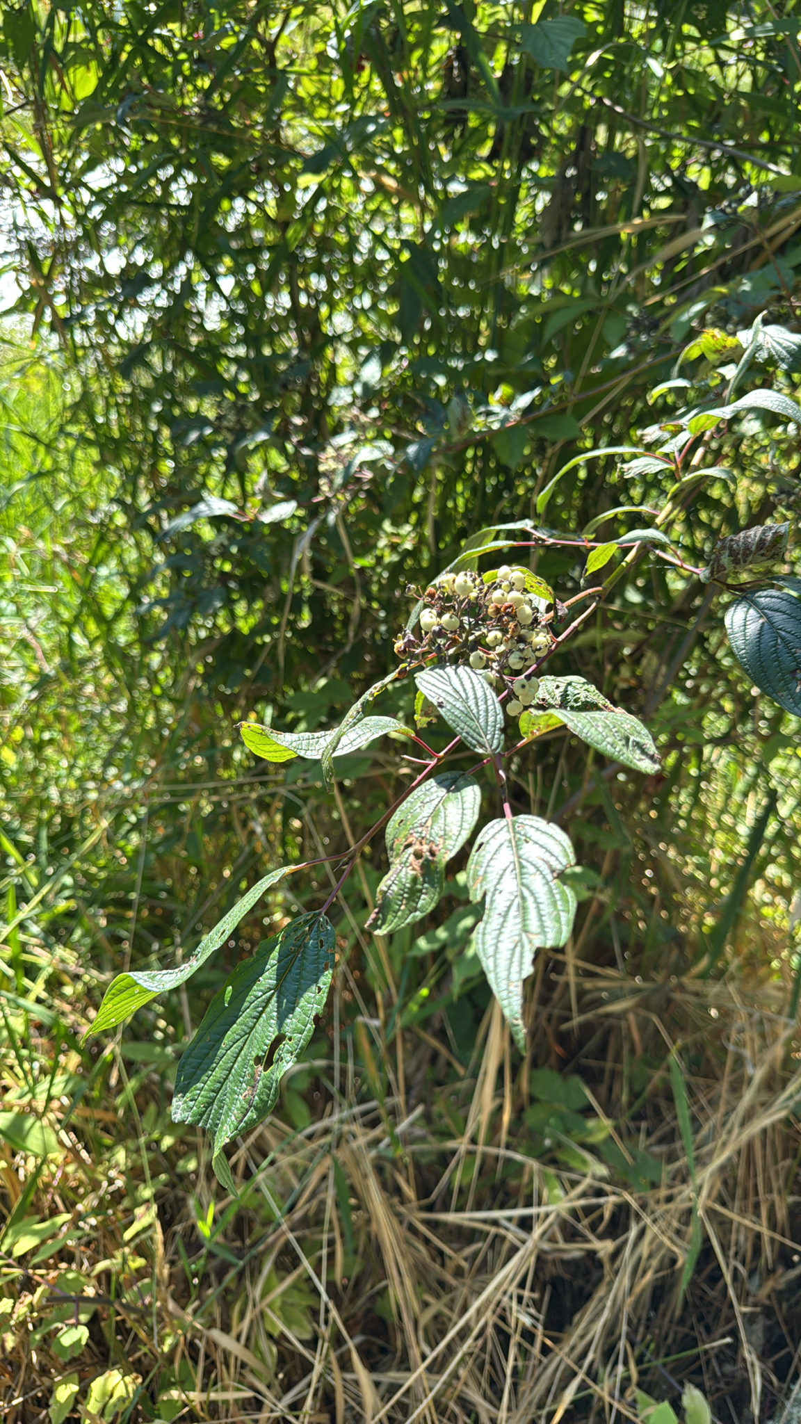 Cornus sericea