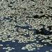 Watershield