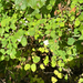 Common Snowberry