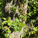 black cottonwood