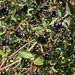 Black Hawthorn
