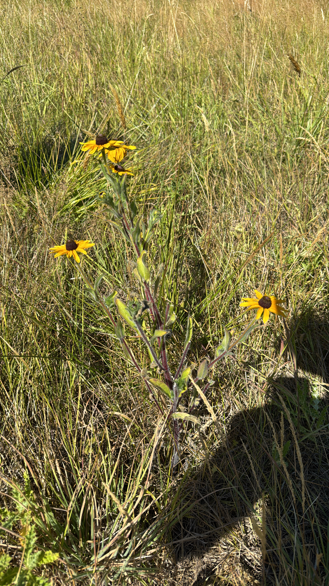 Rudbeckia hirta
