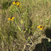 black-eyed Susan