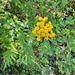 tansy