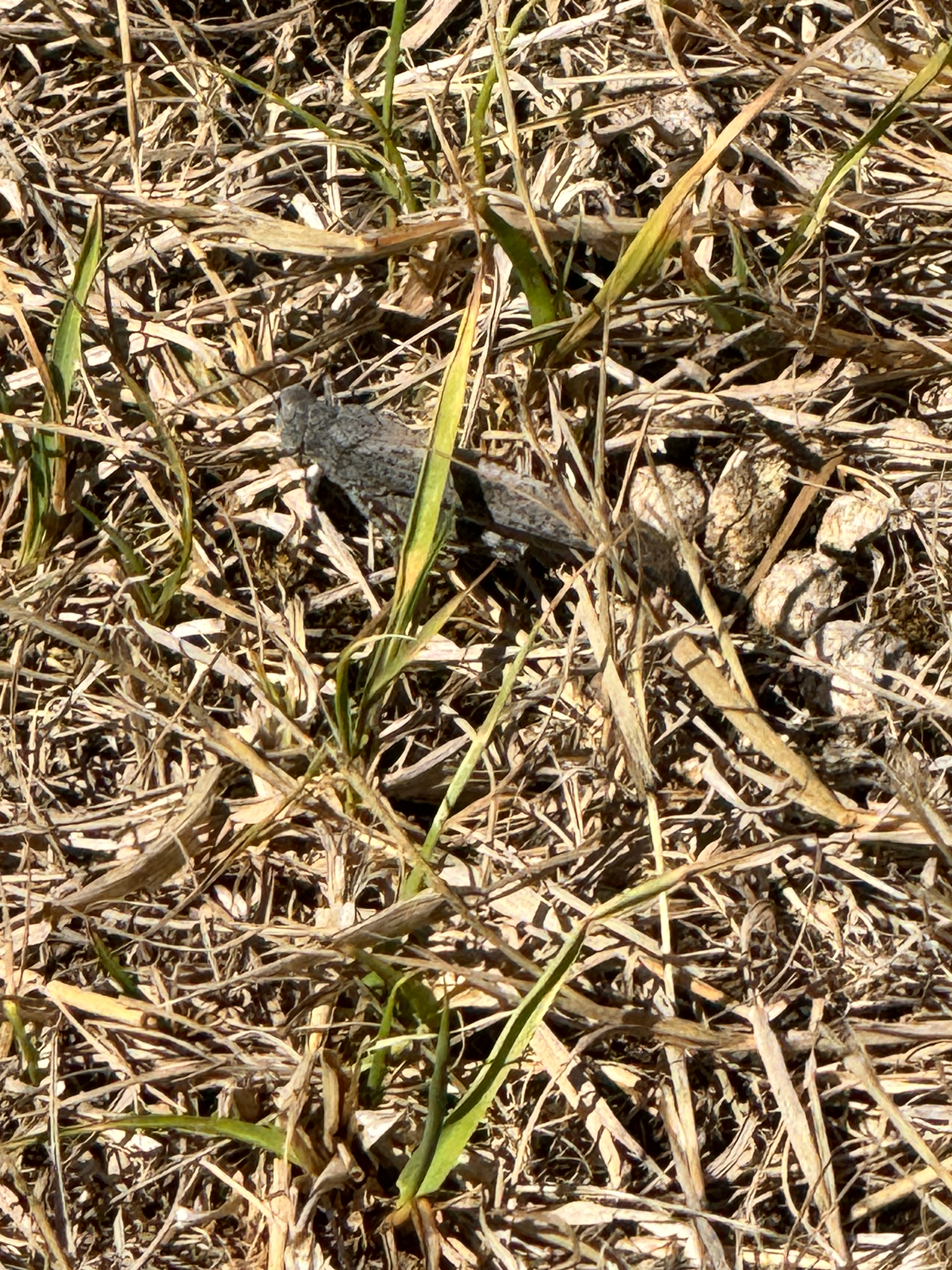 Trimerotropini