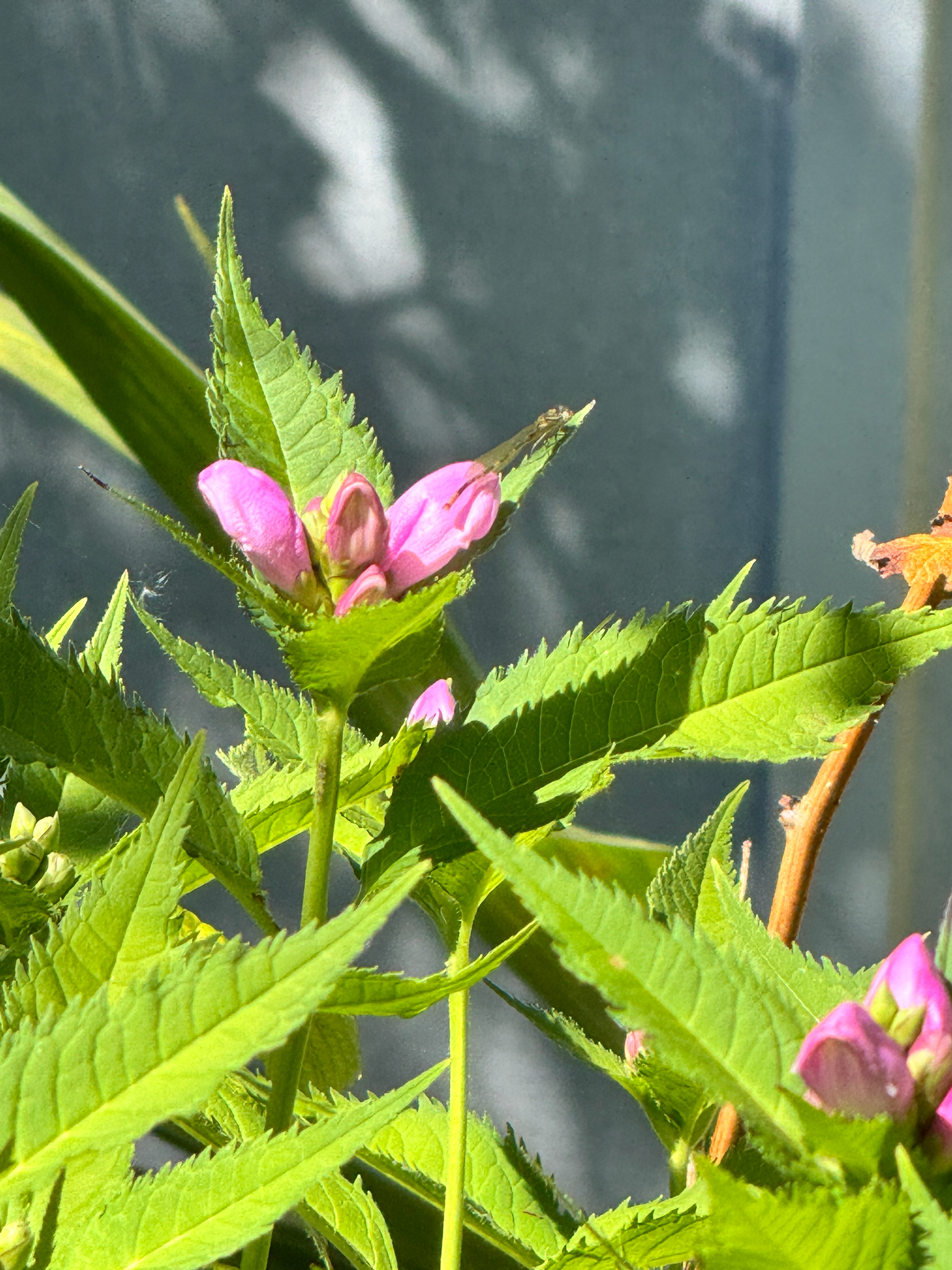 Chelone lyonii