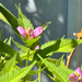 pink turtlehead