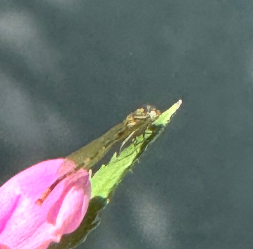 Pterygota