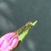 Winged and Once-winged Insects