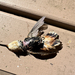 Rufous Hummingbird
